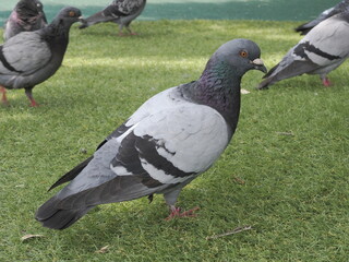 鳩の後ろ姿 ドバト domestic pigeon in Park, back