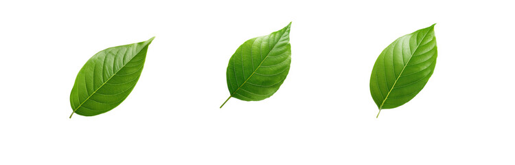 Obraz premium Three green leaves isolated on a white background.