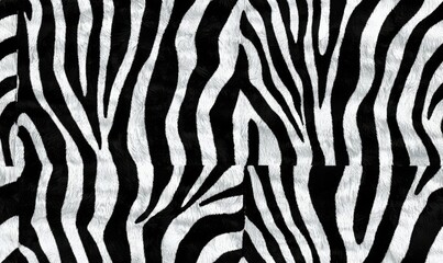 abstraction of  Zebra texture  , copy space for text,