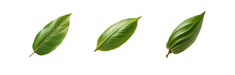 Obraz premium Three isolated green leaves with intricate veins on a white background.