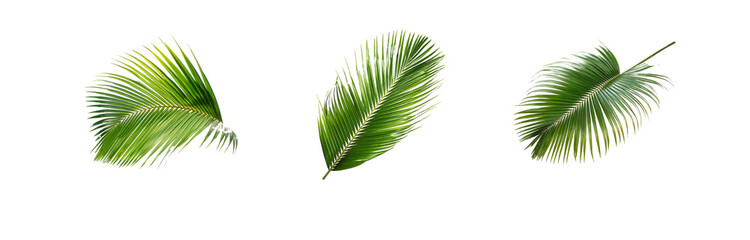 Obraz premium Three isolated palm leaves on a white background