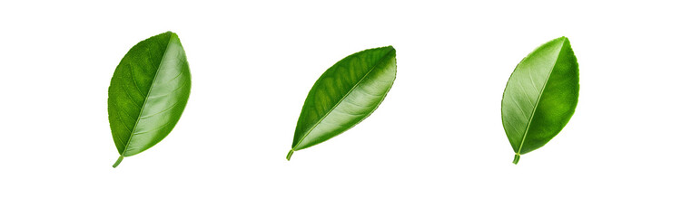 Obraz premium Three green leaves isolated on a white background.