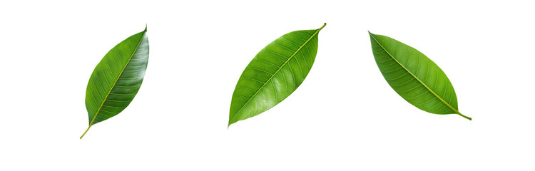 Obraz premium Three green leaves isolated on a white background.