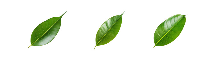 Obraz premium Three green leaves isolated on a white background.