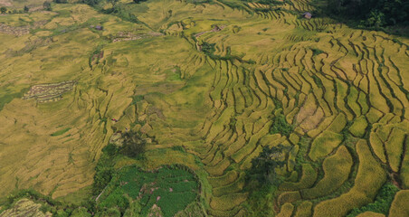 Admire the beautiful terraced fields in Y Ty commune, Bat Xat district, Lao Cai province northwest Vietnam on the day of ripe rice harvest. Rural landscape of Vietnam
