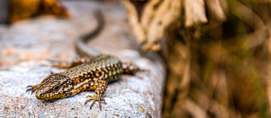 lizard on a stone