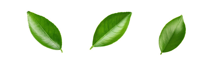 Three isolated green leaves on a white background.