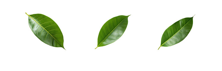 Obraz premium Three isolated green leaves on a white background.
