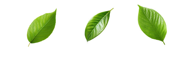 Obraz premium Three green leaves isolated against a white background.