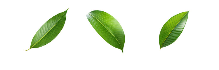 Obraz premium Three green leaves isolated against a white background.