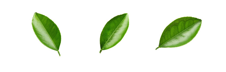 Fototapeta premium Three isolated green leaves on a white background.