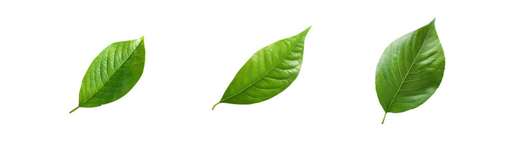 Obraz premium Three green leaves, isolated on a white background.
