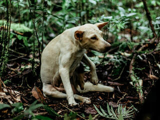 a dog is sitting in the grass with a dog on the ground.