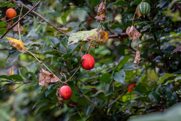 カラスウリの実