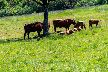 Green pastures with grazing cows in Perigord Limousin Regional Natural Park, Dordogne, France in...