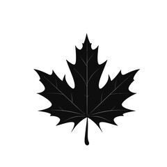 vector silhouette of maple leaf