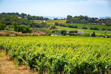 Landscape of French Riviera, view on hills, houses and green vineyards Cotes de Provence, production of rose wine near Saint-Tropez and Pampelonne beach, Var, France