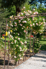 Blossom of white rose flowers growing in rosarium in public garden in Arcachon touristic town, France, in sunny day