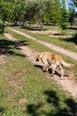 Truffle Hunting Dog on truffle farm, cultivation of black winter Perigord truffles mushrooms, Tuber melanosporum, oak plantation, truffle hunting in winter on fields with oak trees