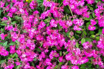 Pink blossom of Silene pendula catchfly ornamental plant in garden