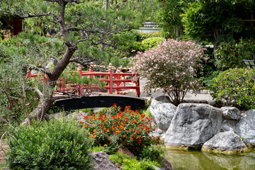 Landscape urban design, city park in Japan style with stones, bonsai pines trees, flowers, little briges, water falls in center of Monte-Carlo city, Monaco
