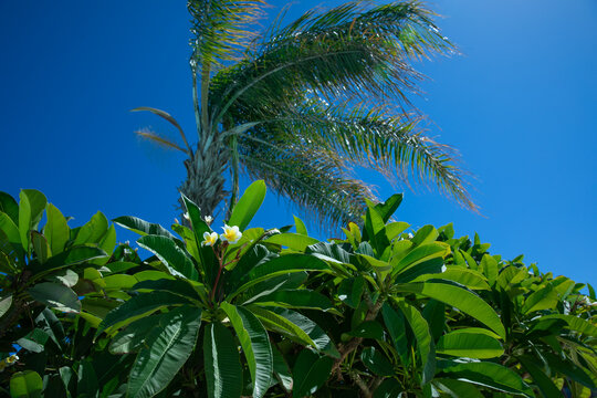 palma daktylowa na tle niebieskiego nieba, wakacje pod palmą, Egipt
