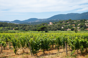 Landscape of French Riviera, view on hills, houses and green vineyards Cotes de Provence, production of rose wine near Saint-Tropez and Pampelonne beach, Var, France