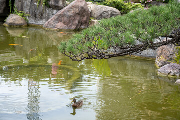 Landscape urban design, city park in Japan style with stones, bonsai pines trees, flowers, little briges, water falls in center of Monte-Carlo city, Monaco