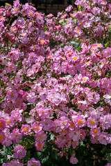 Blossom of pink rose rosehips flowers growing in public gardens in Bordeaux, France in sunny day.