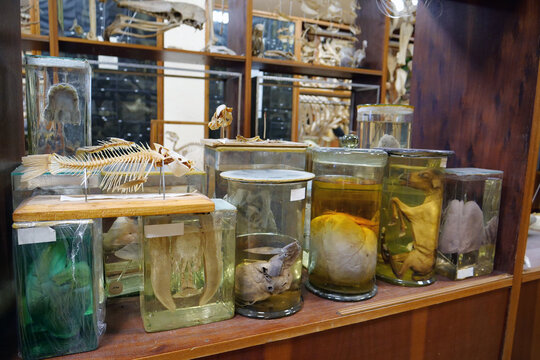 Animals internal organs. Animals internals in glass jars