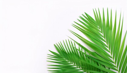 Obraz premium Flat lay image featuring fresh green grass with empty space for text.