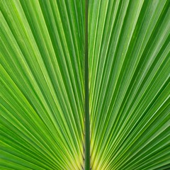 Obraz premium The beautiful green palm leaf pattern forms a symmetrical natural design. generative ai