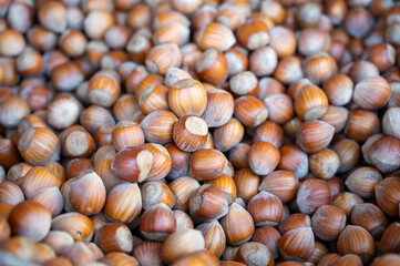 Wicker basket with collected hazelnuts, cultivation of AOP walnuts in Perigord, Dordogne, France