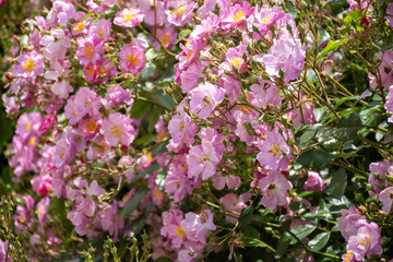 Obraz premium Blossom of pink rose rosehips flowers growing in public gardens in Bordeaux, France in sunny day.