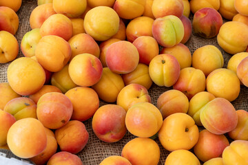 New harvest of fresh ripe sweet yellow-red apricots fruits in Provence, France