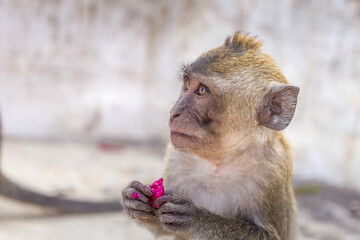 Monkey eating a fruit in Nusa Penida, Indonesia