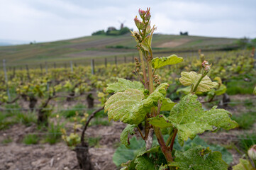 Close up on grand cru Champagne vineyards near Moulin de Verzenay, rows of pinot noir grape plants...