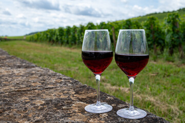 Tasting of red pinot noir wine on grand cru vineyards with cross and stone walls in Cote de nuits, making of famous red and white Burgundy wine in Burgundy region, Vosne-Romanee village