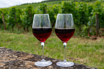 Tasting of red pinot noir wine on grand cru vineyards with cross and stone walls in Cote de nuits, making of famous red and white Burgundy wine in Burgundy region, Vosne-Romanee village