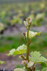 Close up on grand cru Champagne vineyards near Moulin de Verzenay, rows of pinot noir grape plants in Montagne de Reims near Verzy and Verzenay, Champagne, France