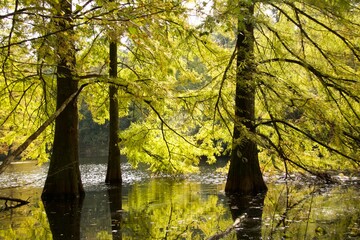 Jazno zielone drzewa rosnące w wodzie © Sylwester