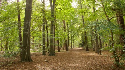 Fototapeta premium leśna droga z zielonymi drzewami