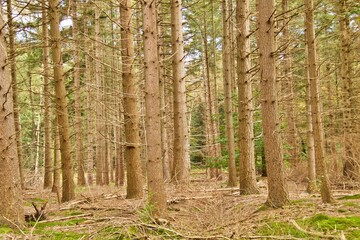 drzewa iglaste w lesie  © Sylwester