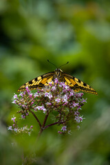A Lime butterfly rests delicately on a blooming flower, its striking black and yellow wings spread wide. The intricate patterns and vibrant colors