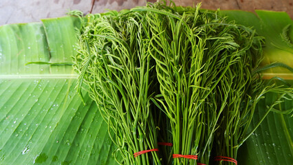 Acacia pennata (L.) Willd. Cha-om vegetables on banana leaves, a local Thai vegetable sold in the market
