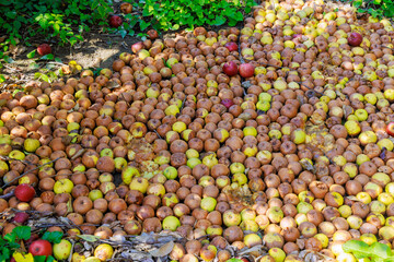 An infectious disease has spread to garden, apples that have fallen from trees have rotted on ground.