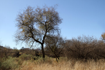 Fototapeta premium The Celtis africana (White Stinkwood) has a moderately aggressive, deep-rooting system that is not considered non-invasive but is often planted near buildings and pavement.