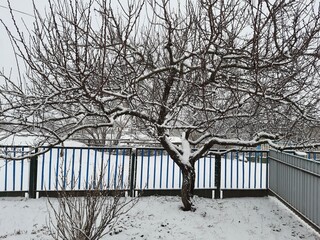 snow covered tree
