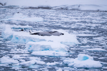 Leopard seal (Hydrurga leptonyx) on an iceberg. Antarctica. South Pole