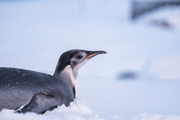 Obraz premium Emperor Penguin in Antarctica. South Pole